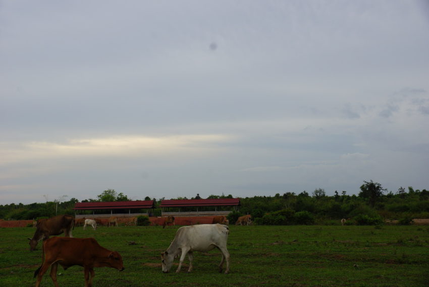 Agriculture Land for sale in laos21