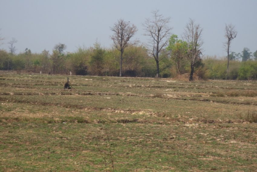 Agicuiture  Land (5)