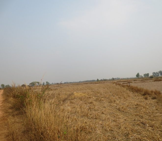 Agriculture Land (1)