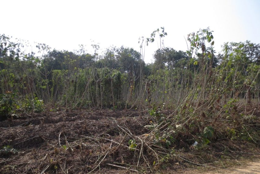 Agriculture Land (3)