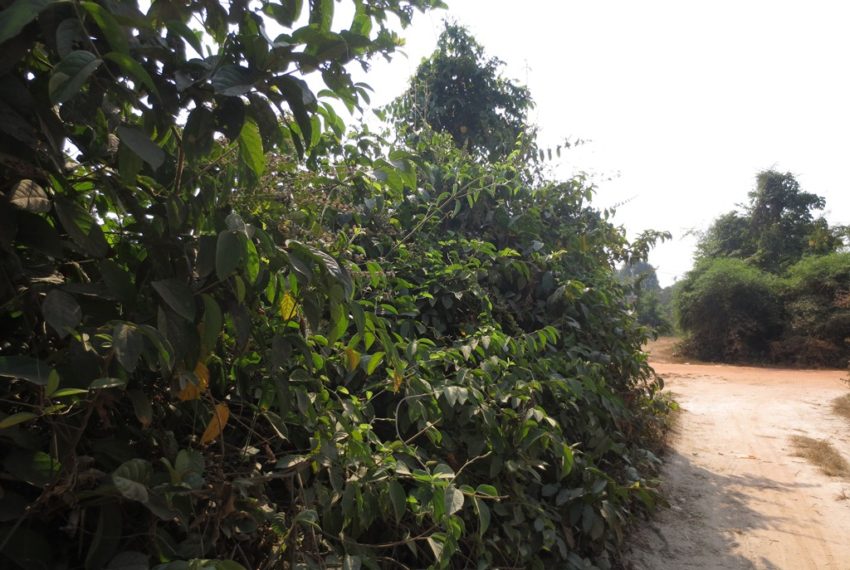 Agriculture Land (4)