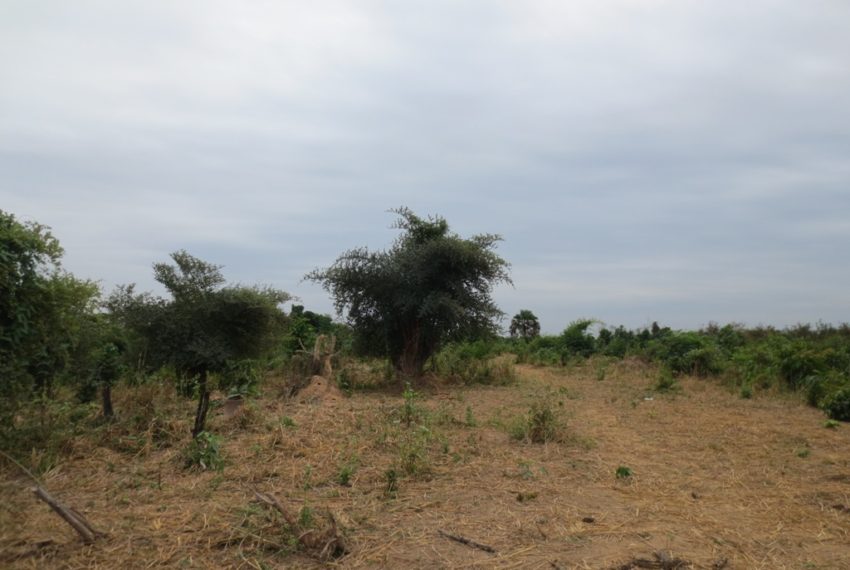 Agriculture Land (4)