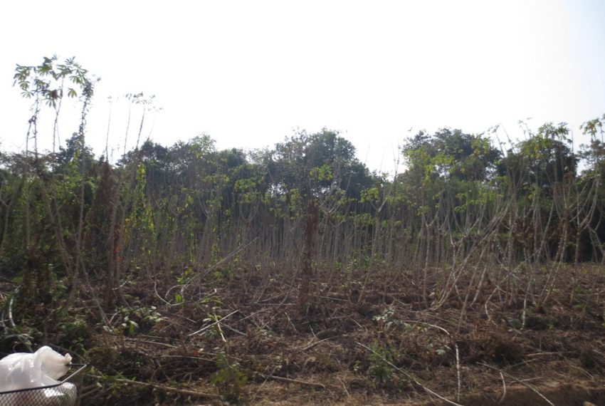 Agriculture Land (5)