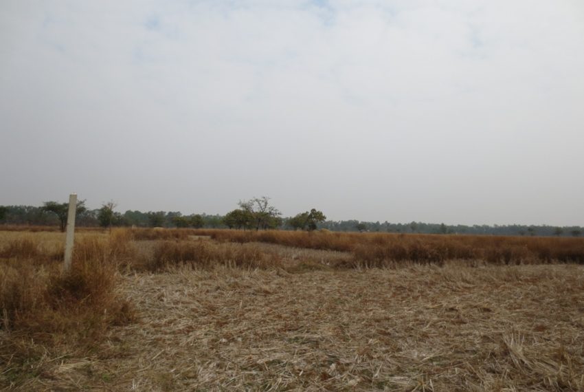 Agriculture Land (7)