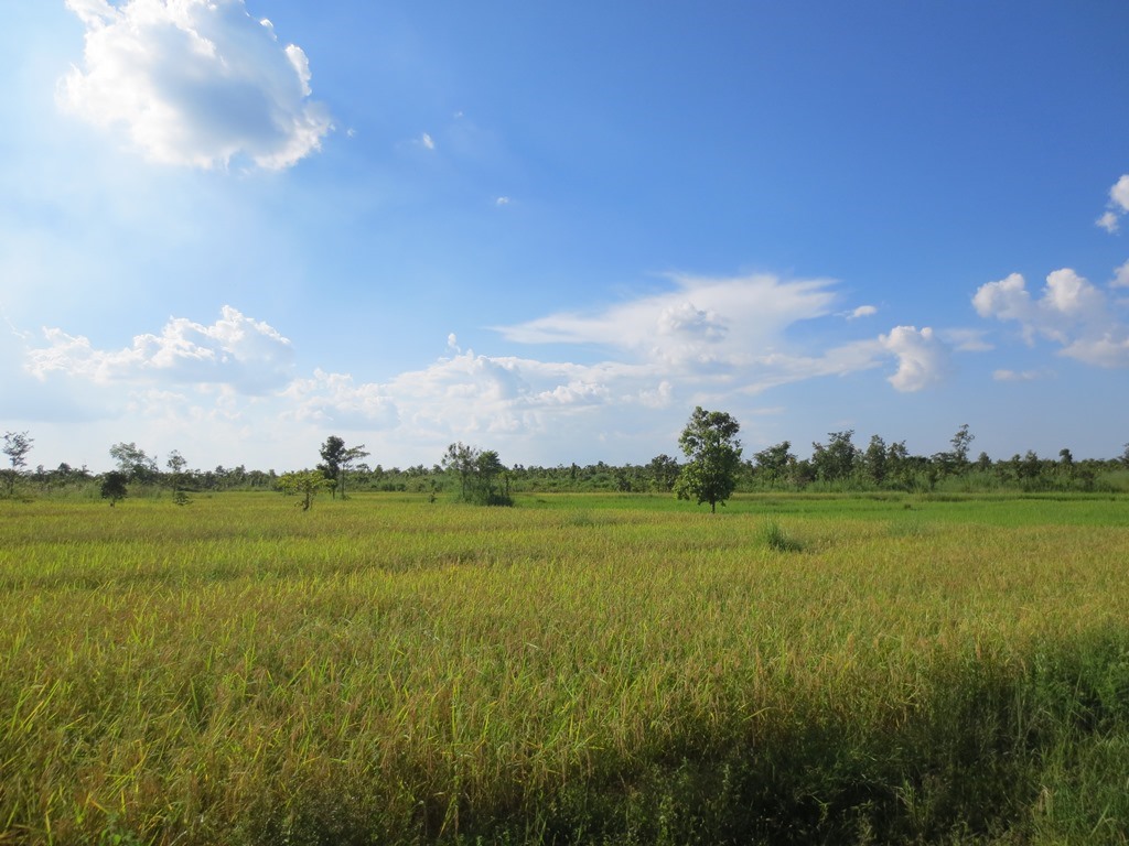 agriculture land for sale