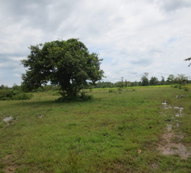 Agriculture Land For Sale (1)