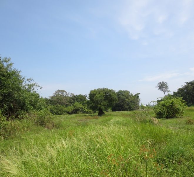 Agriculture Land For Sale (1)