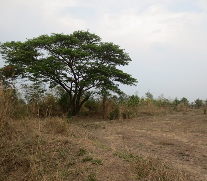 Agriculture Land For Sale (1)