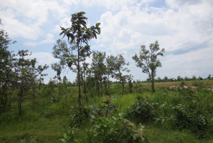 Agriculture Land For Sale (2)