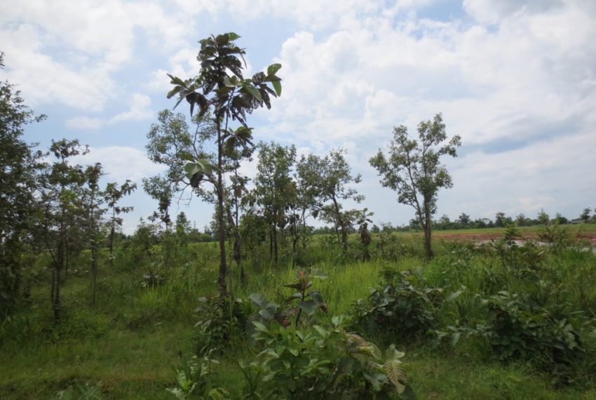 Agriculture Land For Sale (2)