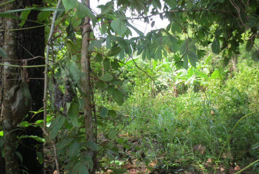 Agriculture land For Sale (3)