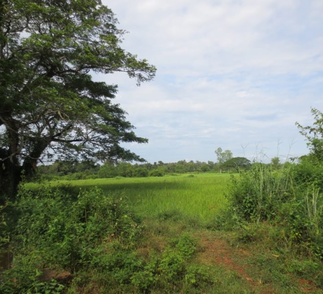 Agriculture land For Sale (3)