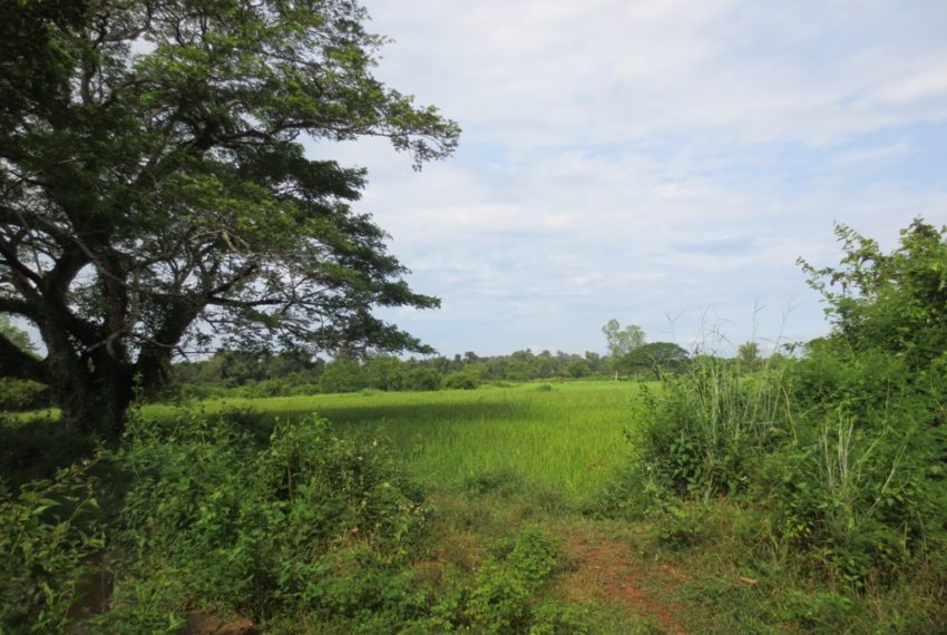 Agriculture land For Sale (3)