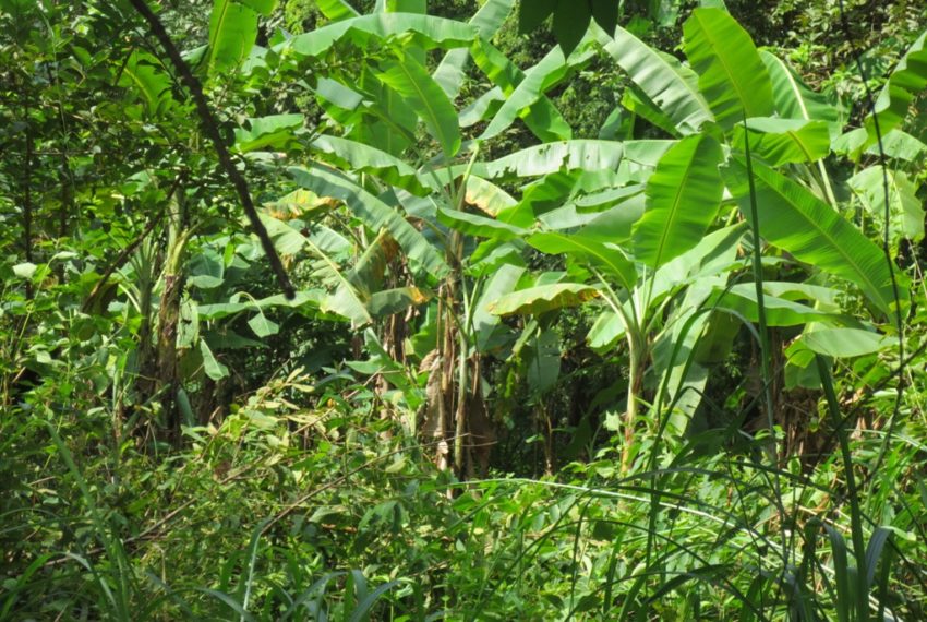 Agriculture land For Sale (5)