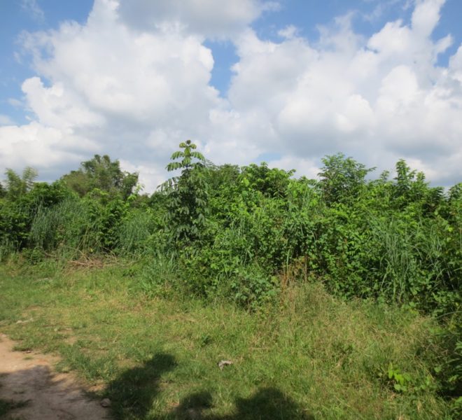 Land for Sale (1)