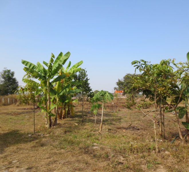 Land for Sale (1)