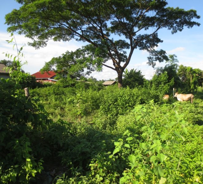 Land for Sale (1)