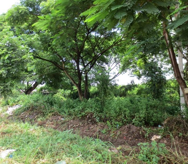 Land for Sale (1)