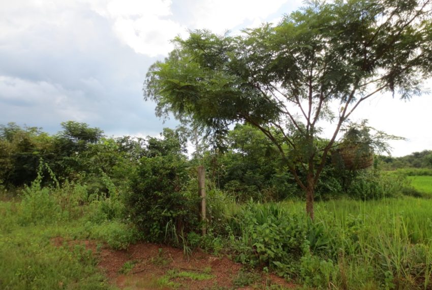 Land for Sale (2)