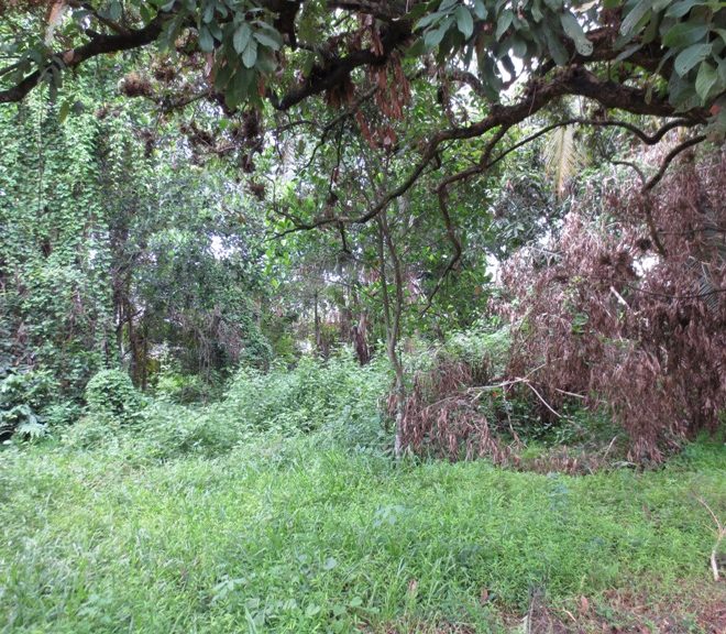 Land for Sale  (2)