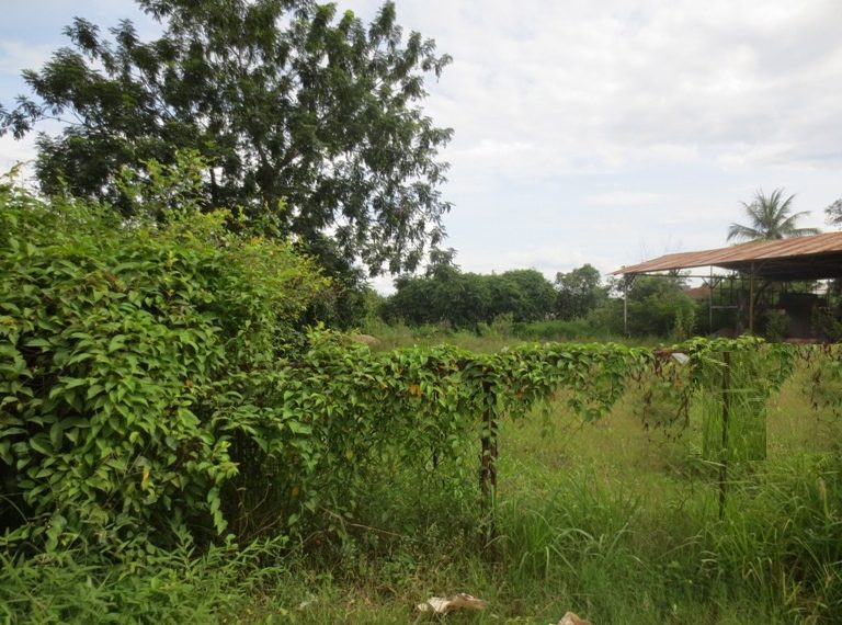 Land for sale (1)