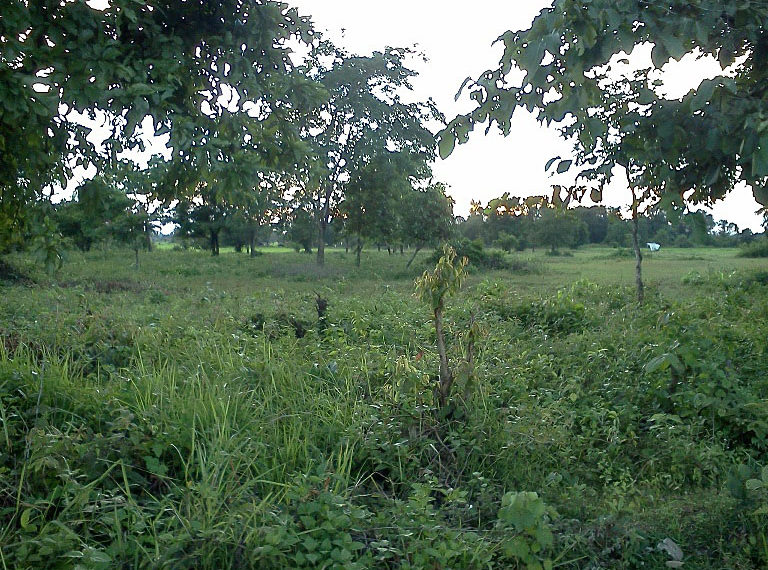 Land for sale (2)