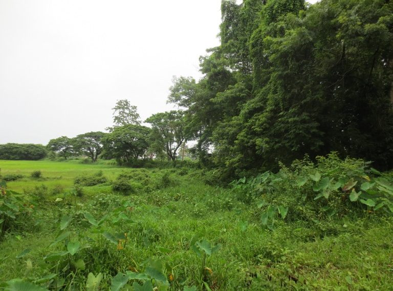 Land for sale (3)