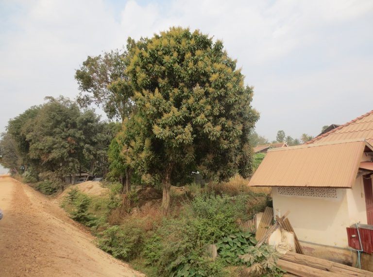 Residential For Sale  (3)