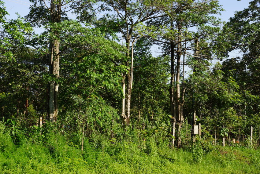 Land for sale in Xaythany6