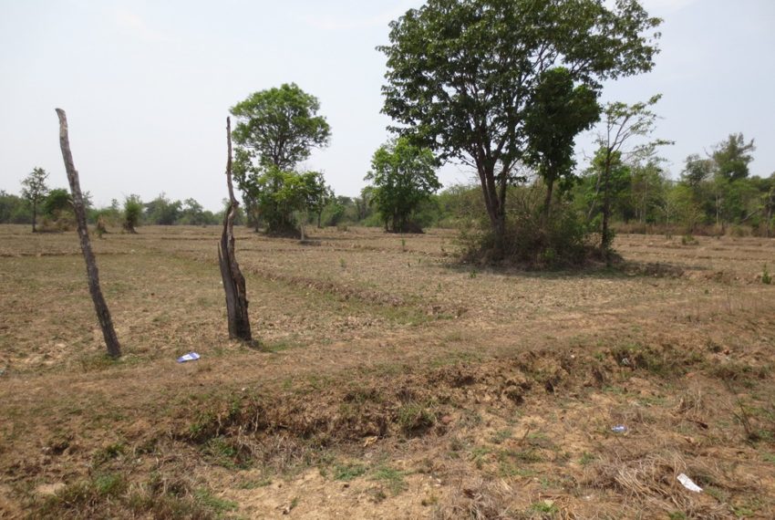 Agriculture Land (7)