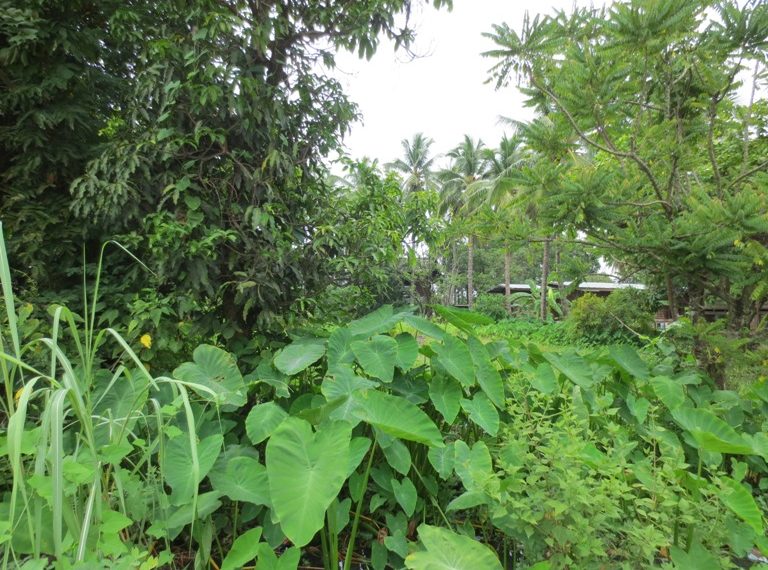 Residential land For Sale (2)